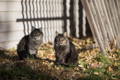 Two brown tabby community cats outside