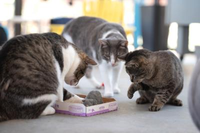 Kenneth and two other cats playing with a mouse toy