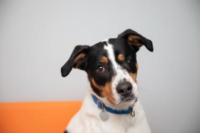 Eyesha the dog on an orange chair