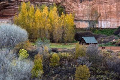 A horse beside the Disney barn in Angel Canyon, surrounded by fall colors