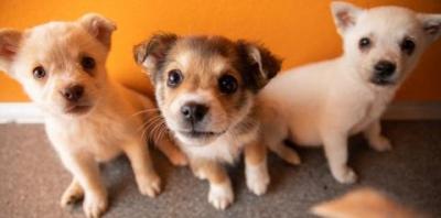 Three puppies in front of orange wall