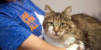 Reduced Fee Adoptions: Why They Work