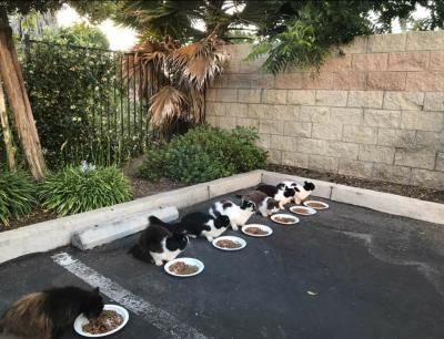 Lineup of cats eating from paper plates in a parking lot