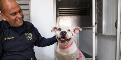 Animal control officer petting a smiling pit-bull type dog