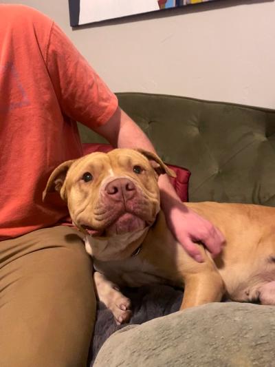 Float the dog lying next to a person on a couch