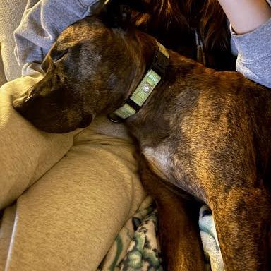 Ford the dog leaning his head in a person's lap