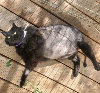 Fossey the cat lying on his side, showing where he's been shaved