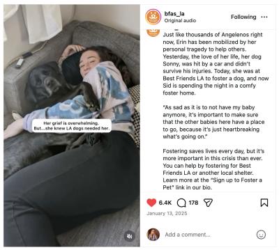 Sharing real life stories of compassion and healing through fostering.