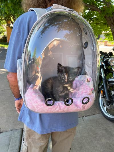 Ella the kitten in a dome backpack to hold cats