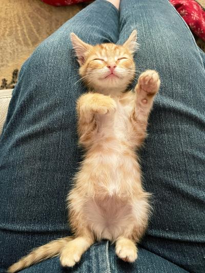Orange foster kitten sleeping on his back in a person's lap