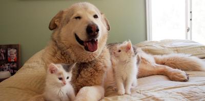 Big dog lying on a bed surrounded by two kittens