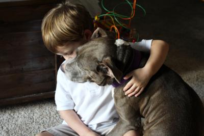 Child hugging a large gray pit bull type foster dog