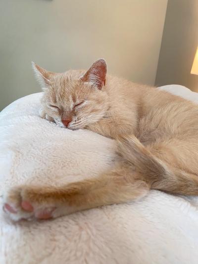 Cream colored cat sleeping on a white cat bed