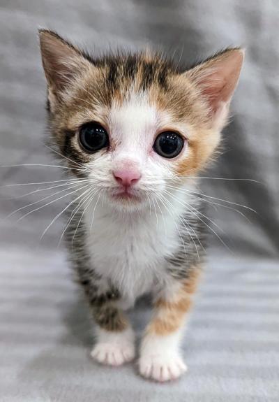 Calico kitten with a gray striped fabric background