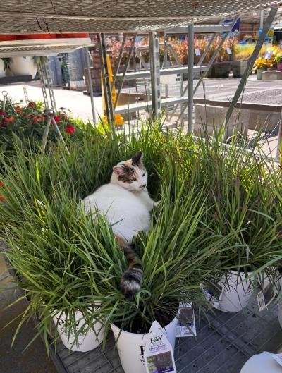 Francine the calico cat lying in some outdoor plants at Lowe's