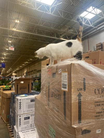 Francine the cat on a shrink-wrapped pallet of boxes