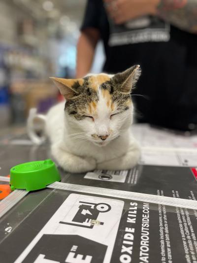 Francine the cat sleeping on a counter at Lowe's