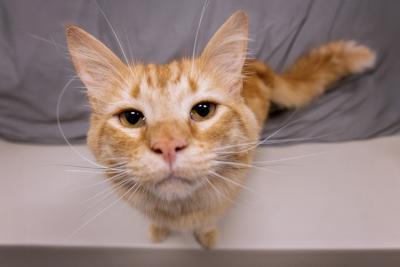 Orange tabby cat face close to the camera