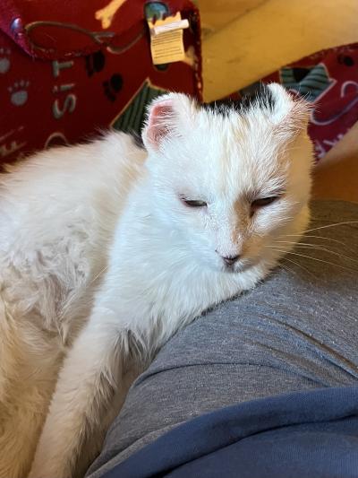 Frankie the cat lying down