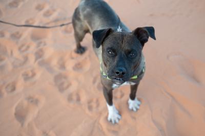 Frannie the dog on a leash standing on sand