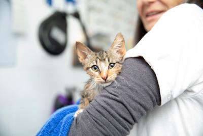 Person holding a brown tabby kitten in their arms