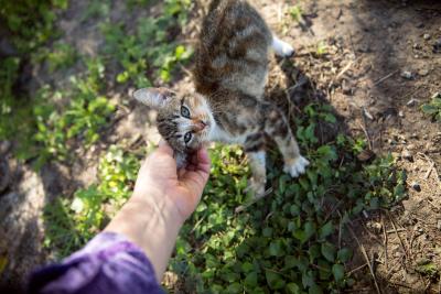 Person petting a kitten outside