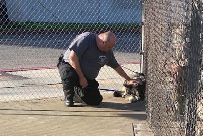 Man reaching down to pet a dog in a chain-link fenced in area