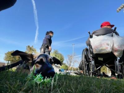 Shepherd dog lying in the grass in front of a person sitting in a wheelchair