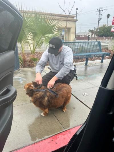 Animal control officer petting a dog outside of a vehicle