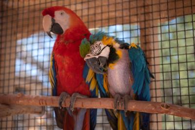 Beau and Rio the parrots standing next to each other on a perch