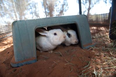 Lilo and Stitch the rabbits together under a plastic bin