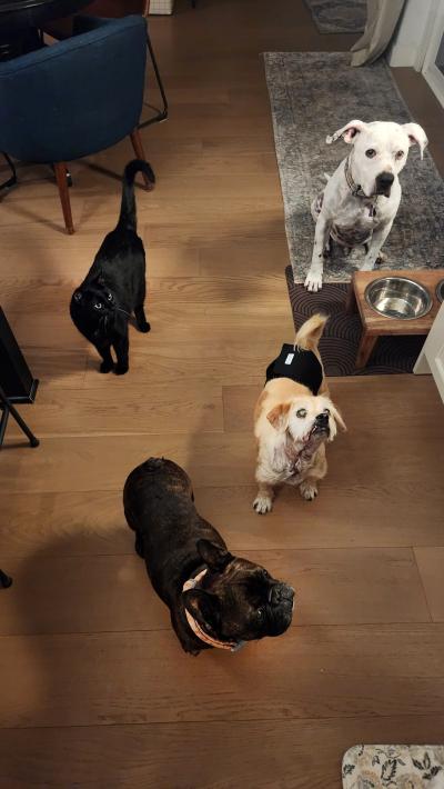 Monk, Auggie, Dexter, and Moby the dogs and cat
