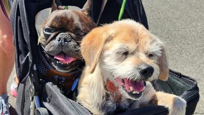Two senior dogs from Frosted Faces riding in a stroller