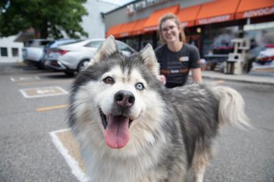 Odd-eyed malamute-type dog in front of a person in front of the Best Friends Pet Adoption Center in Salt Lake City