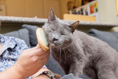 Person brushing the side of a cat's face