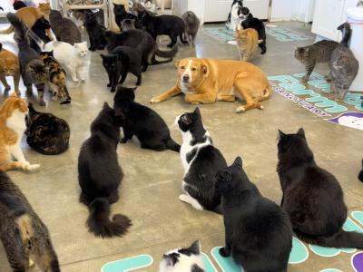 Bella the dog lying down surrounded by lots of cats