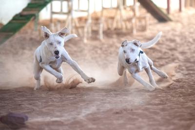Two dogs running and playing