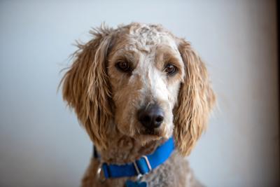Gaston the "doodle" dog wearing a blue collar