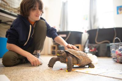 Gavin Spencer petting a tortoise who has some spots of paint on him