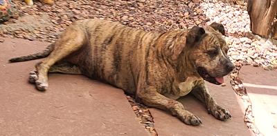 Gemma the brindle pit bull terrier lying down outside