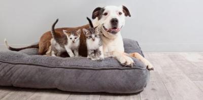 Brown and white pit bull type dog lying on gray dog bed with kittens
