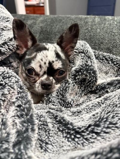 Small black and white dog in a blanket after being groomed