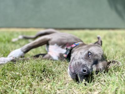Dove the dog lounging in the sunshine in her backyard
