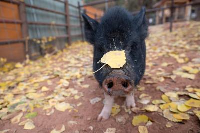 Gopher the pig surrounded by leaves with one leaf on his snout