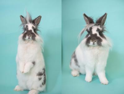 Side-by-side pictures of Gordo the rabbit showing his odd hair on the top of his head