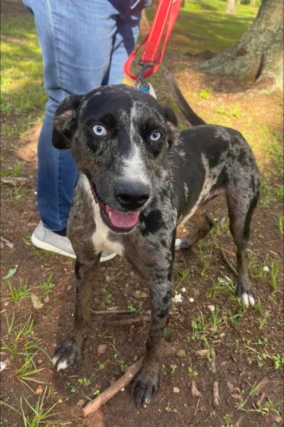 Catahoula type dog out on a walk on a leash with a person