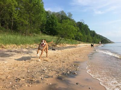 Charlie and Buster the dogs running on a beach