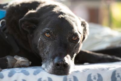 Senior black dog lying down on a blanket