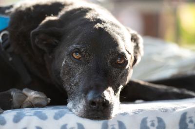 Senior black dog lying on a blanket