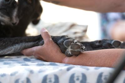 Person's hand holding a dog's front paw